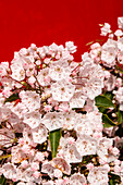 Kalmia latifolia