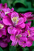 Alstroemeria Colorita® 'Louise'®