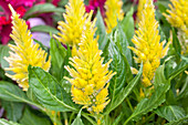 Celosia argentea Flirt® 'Lime'