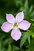Solenopsis hybrida 'Megastar Pink