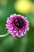 Scabiosa atropurpurea 'Beaujolais Bonnets'