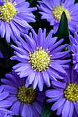 Chrysanthemum Tiara® 'Elite Lavender'