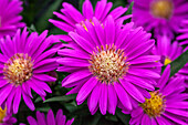 Chrysanthemum Tiara® 'Royal Pink'