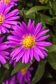 Chrysanthemum Tiara® 'Royal Purple'