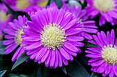 Chrysanthemum Tiara® Orchid Pink