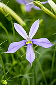 Solenopsis hybrida 'Avant-Garde Violet'