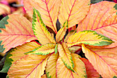 Amaranthus tricolor 'Carnival'