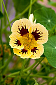 Tropaeolum majus Orchid Cream