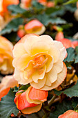 Begonia x tuberhybrida Fragrant Falls Improved™ 'Apricot Delight'