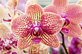 Phalaenopsis 'Banu'