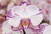 Phalaenopsis 'Levante'