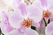 Phalaenopsis 'Ascanio'