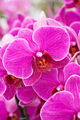 Phalaenopsis Darkan