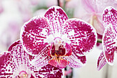 Phalaenopsis 'Falstaff'®