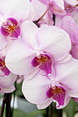 Phalaenopsis 'Roxanne'®