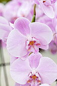 Phalaenopsis 'Oh-lala'