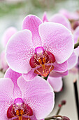 Phalaenopsis 'Fleurette'