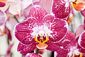 Phalaenopsis Mastermind