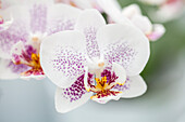 Phalaenopsis Cher