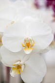 Phalaenopsis 'Sir Elyan'