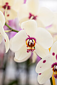 Phalaenopsis 'Rommé'®