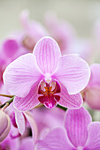 Phalaenopsis 'Mignon'®