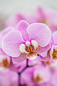 Phalaenopsis 'Berta'