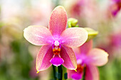 Phalaenopsis 'Liodoro'®