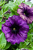 Petunia 'Chameletunia® Prince of Persia'