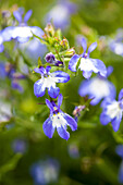 Lobelia 'SunTropics® Pastel'