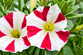 Petunia 'Chameletunia® Mrs Valentine'