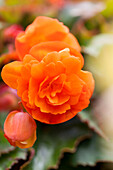 Begonia 'Apadana® Orange'