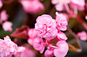 Begonia 'Apadana® Doublet Pink'.