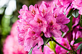 Rhododendron 'Constanze