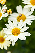 Argyranthemum 'Honeybees® Yellow'