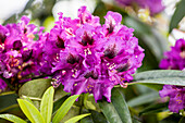 Rhododendron obtusum 'Purple Splendor'