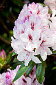 Rhododendron 'Mrs Helen Koster'