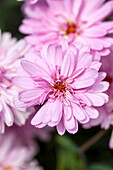Argyranthemum 'Honeybees® Pink Spider'