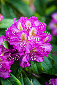 Rhododendron 'Marcel Menard'