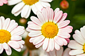 Argyranthemum 'Honeybees® Cream Orange'