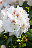Rhododendron 'Mrs. J. C. Williams'