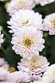 Chrysanthemum multiflora 'Branking Pink'(s)