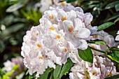 Rhododendron 'Mademoiselle Marie van Houtte' ((s))