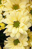 Chrysanthemum 'Asia-Cut Mums® Hulusi'(s), light yellow