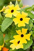 Thunbergia alata 'Lemon Star'