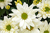 Chrysanthemum 'Asia-Cut Mums® Hulusi'(s), cream white