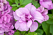 Petunia 'Bally Giant Violet'(s)