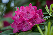 Rhododendron Quendel
