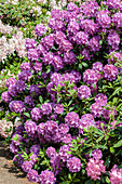 Rhododendron 'Alfred'