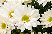 Chrysanthemum 'Asia-Cut Mums® Kowloon'(s)
